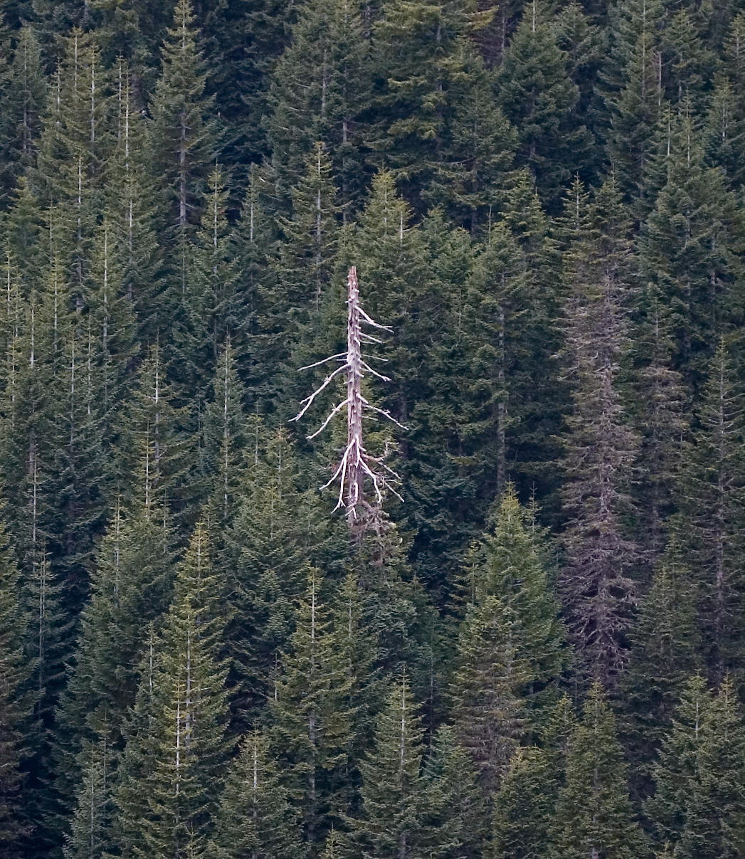 Silver Snag Lake - Wikipedia