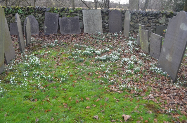 File:Snowdrops at Swithland Churchyard - geograph.org.uk - 2780953.jpg