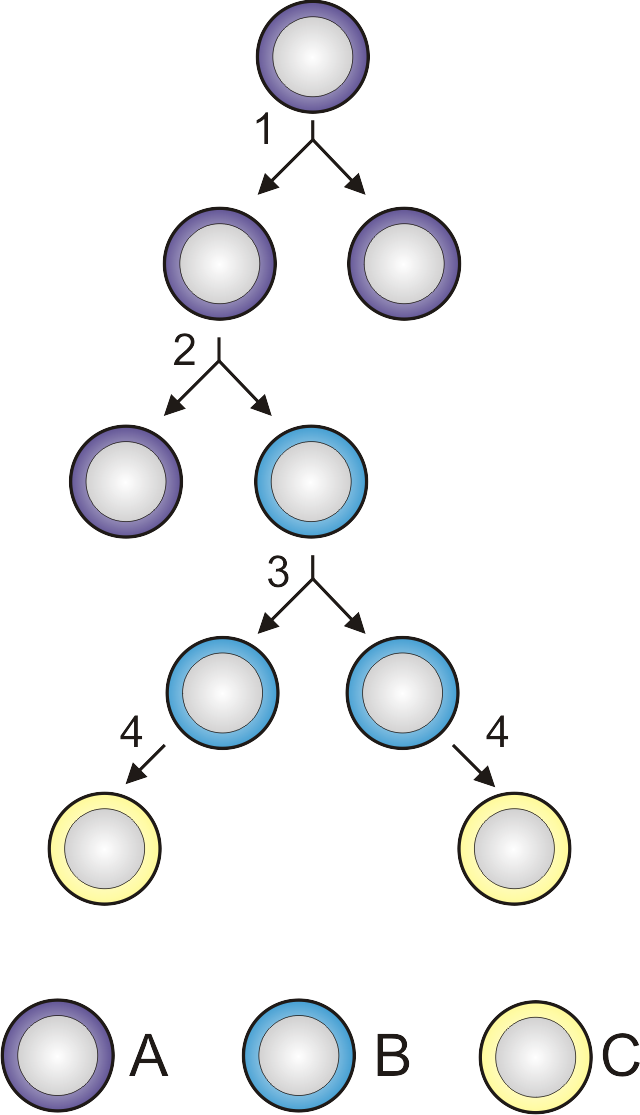 Celule Stem Wikipedia