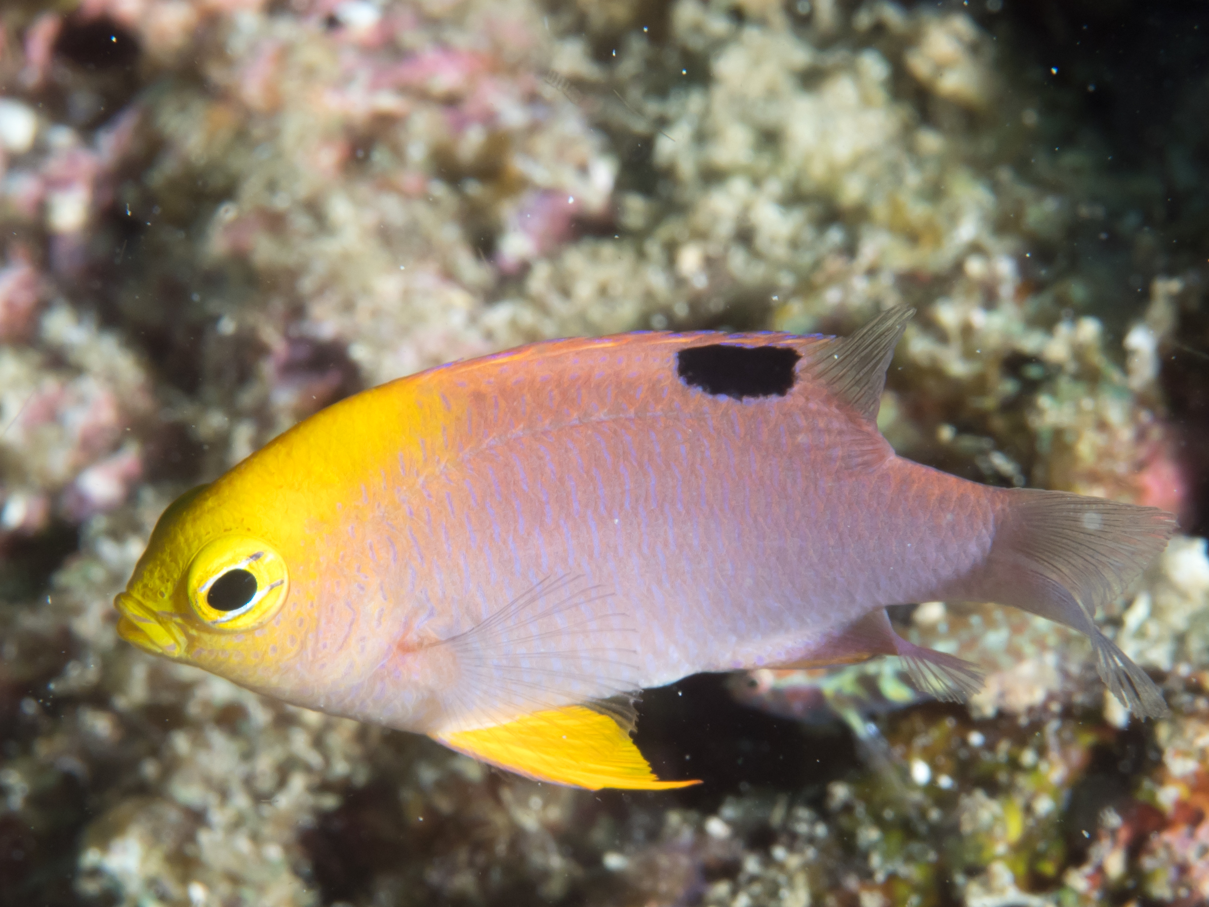 Talbot's Damselfish