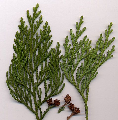 File:Thuja standishii.jpg