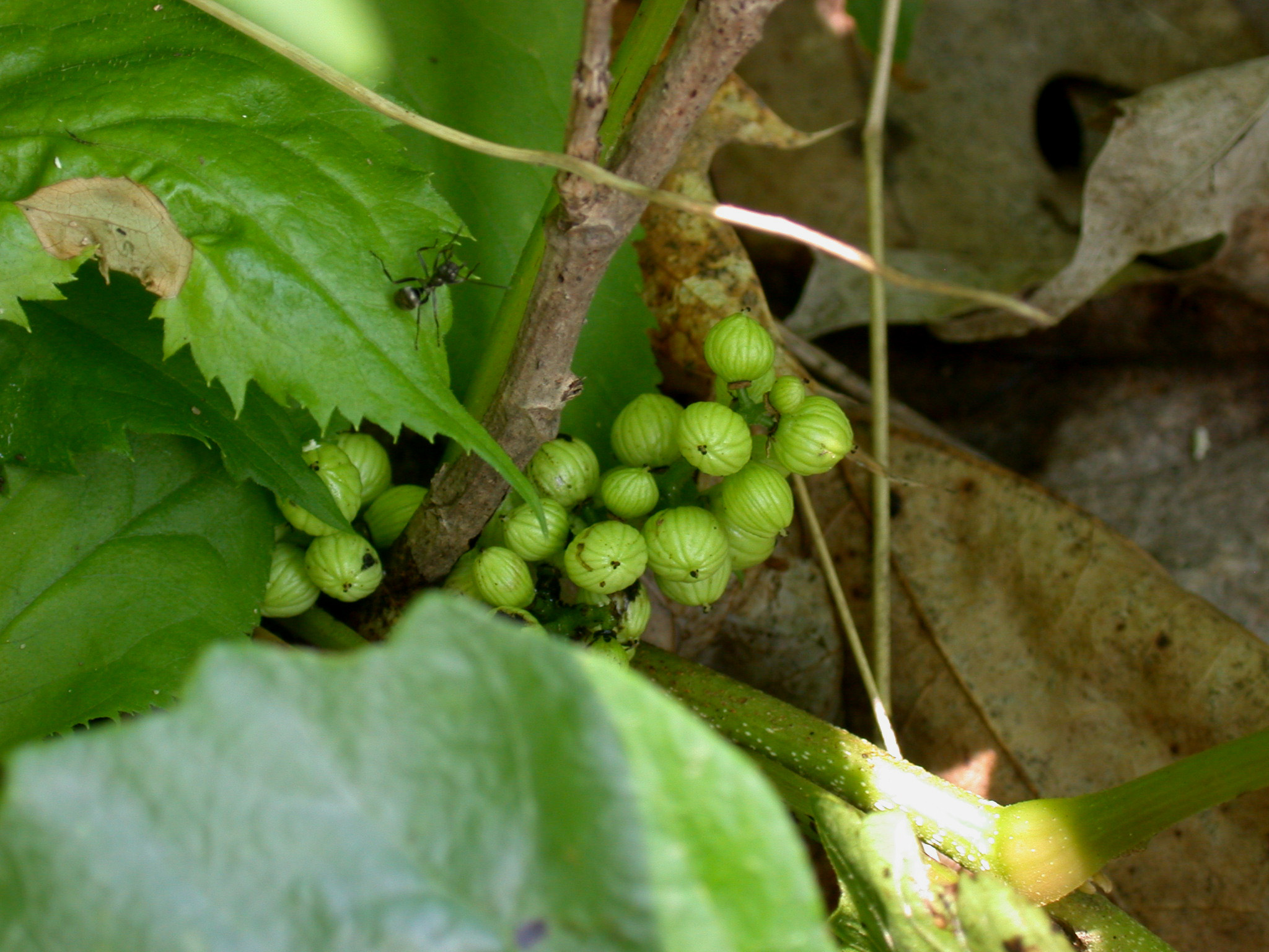 Rhus toxicodendron 9 ch para que sirve