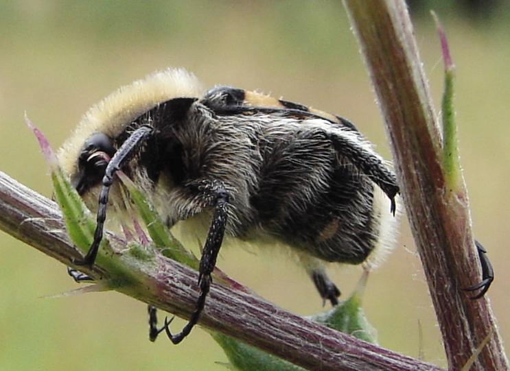 File:Trichius.fasciatus.bottom.jpg