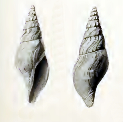 <i>Typhlosyrinx</i> Genus of gastropods