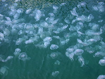 File:Water-jellyfish.jpg