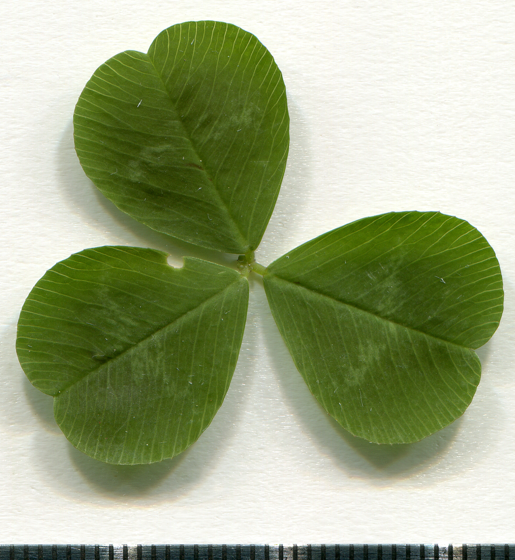 Four-Leaf Clover Genes Count