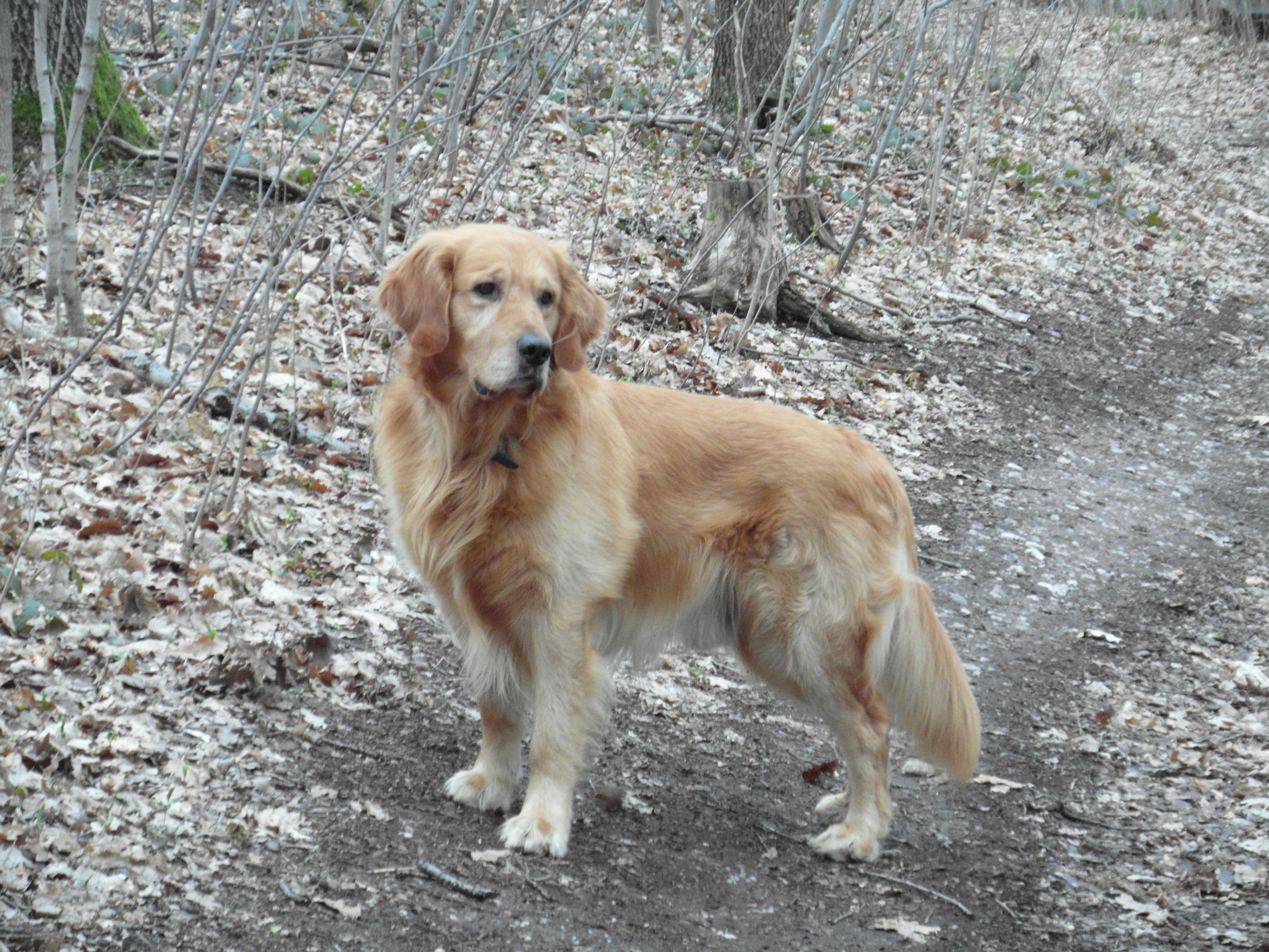 golden retriever 7 years old