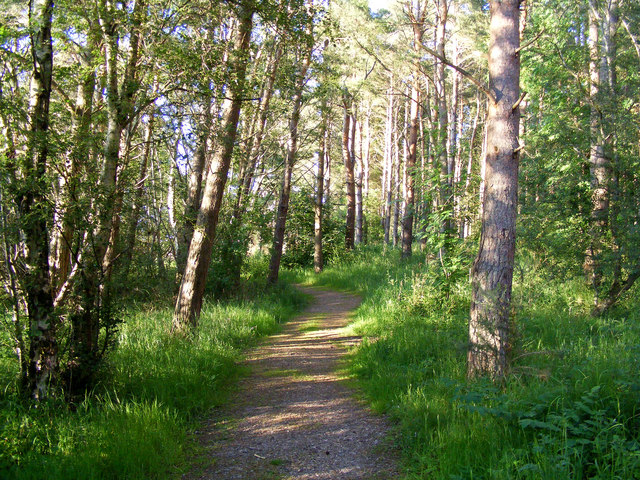 File:A Woodland Path at Spynie - geograph.org.uk - 1368932.jpg