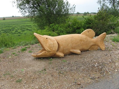 File:A fish out of water - geograph.org.uk - 819622.jpg