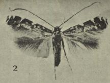 <i>Acrocercops zorionella</i> Species of moth
