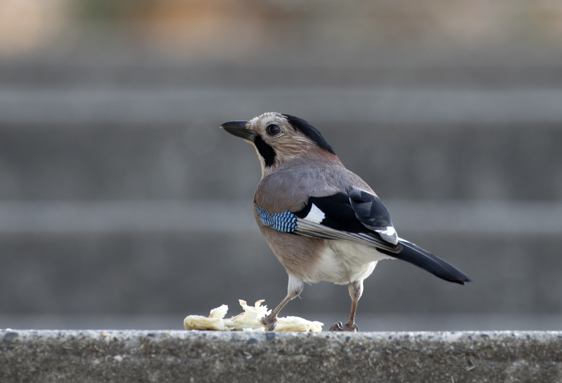 Eurasian jay - Wikipedia