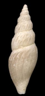 <i>Antarctospira angusteplicata</i> Species of gastropod