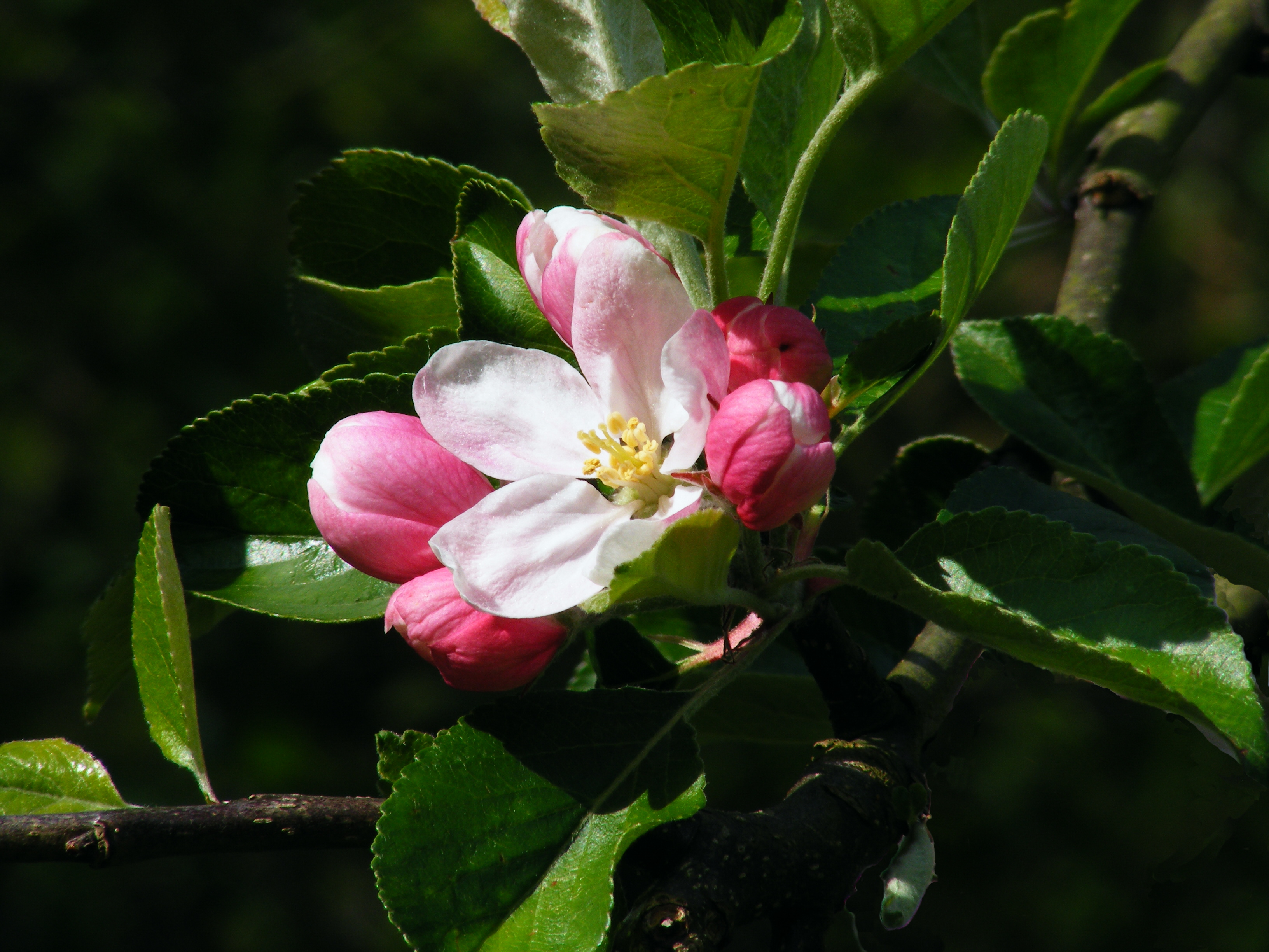 Iwan.Apple Blossom Hihimanu. Коктейль Apple Blossom. Blossom 3