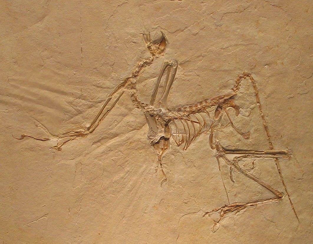 Archaeopteryx_bavarica_Detail.jpg