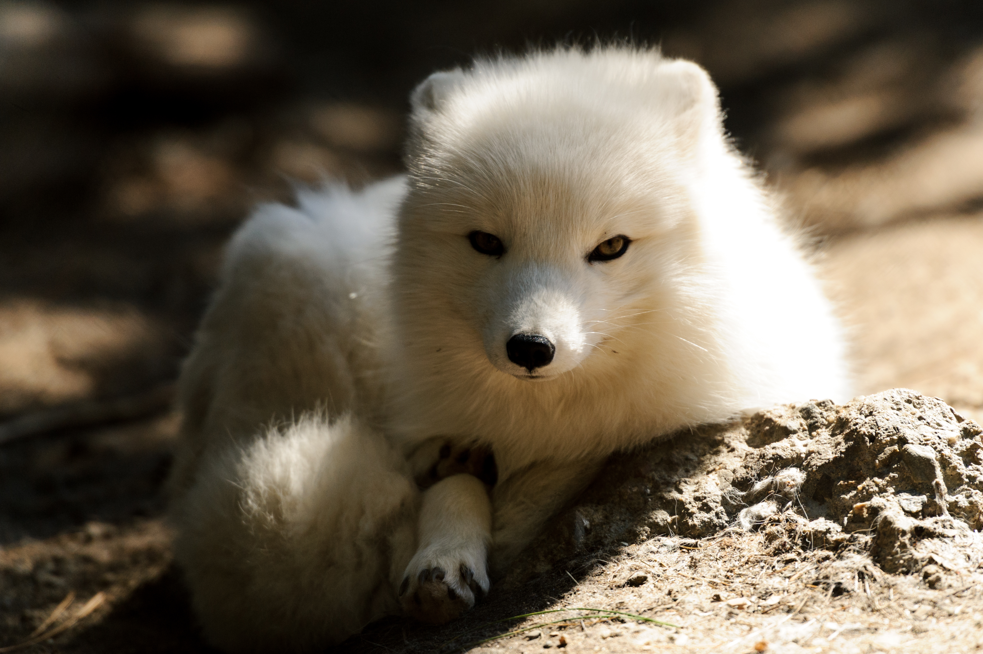 arctic sunrise fox