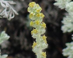 File:Artemisia pycnocephala01.jpg