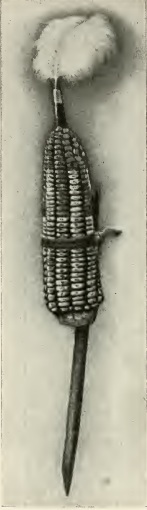Symbol representing the goddess Atira in the Pawnee Hako (or Calumet)[1]: 154 ceremony, 1912. The corn is painted so the Rainstorm, the Thunder, the Lightning and the Wind are represented.