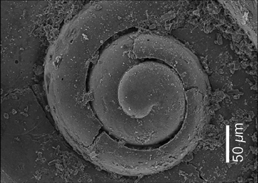 Detail of apical view of the same shell showing clearly visible protoconch, that has 2¼ whorls