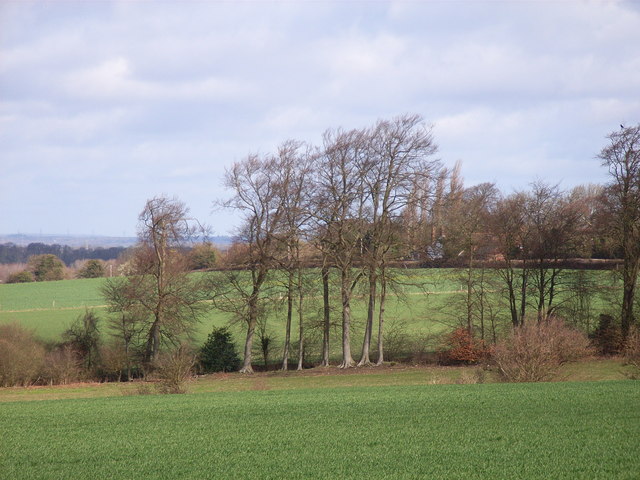 Beeches near Five Lanes End - geograph.org.uk - 146730