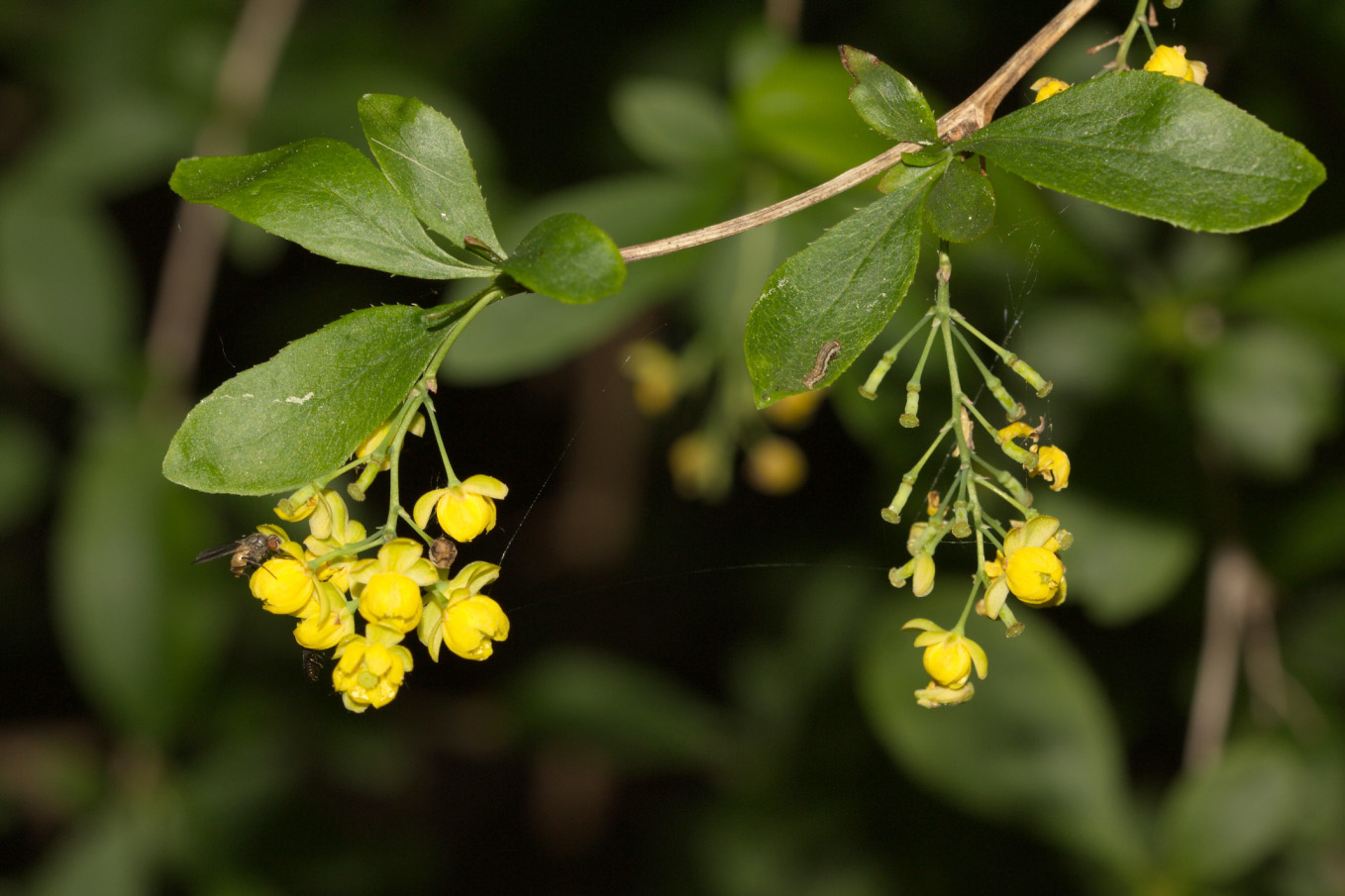 Berberis vulgaris para que sirven