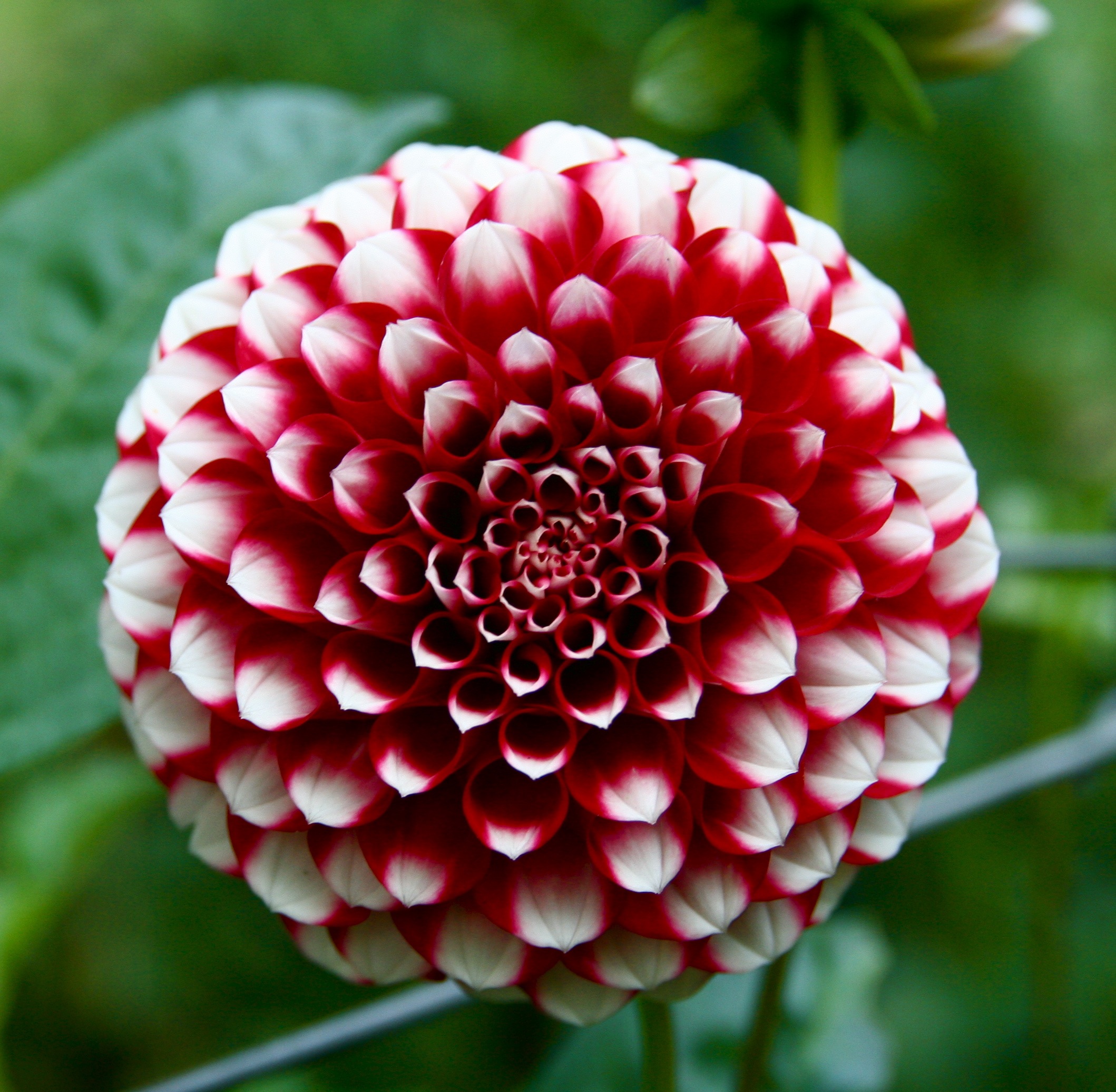 red and white flowers