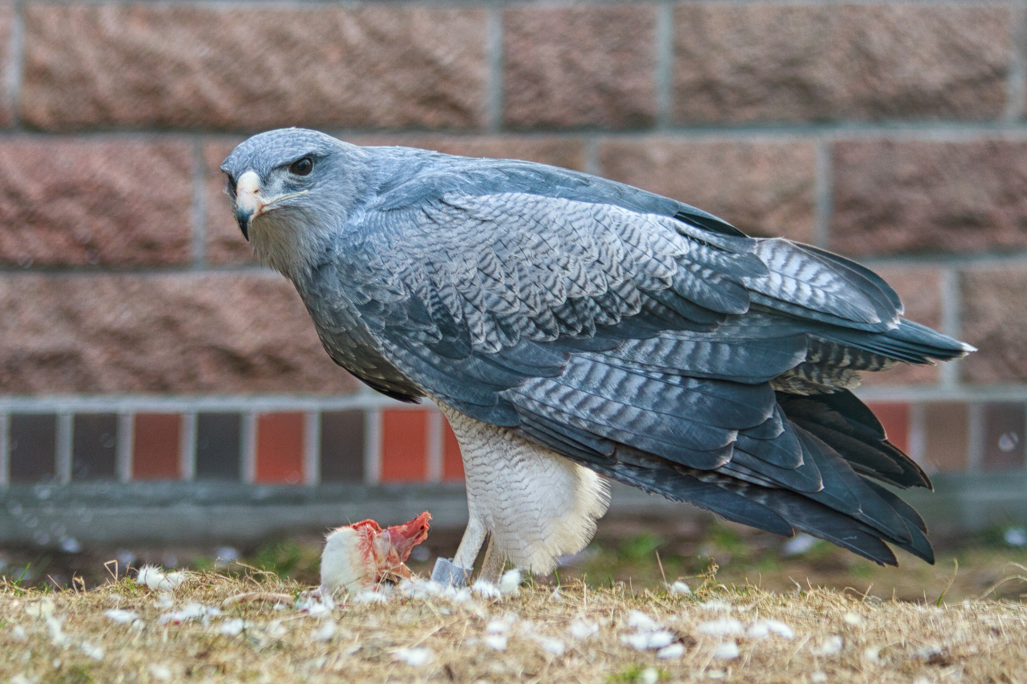 Geranoaetus melanoleucus - Wikipedia, la enciclopedia libre