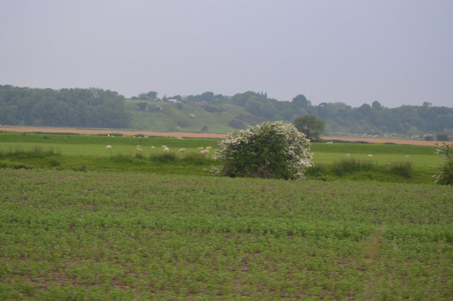 File:Blossom, Five Watering Sewer - geograph.org.uk - 5202773.jpg