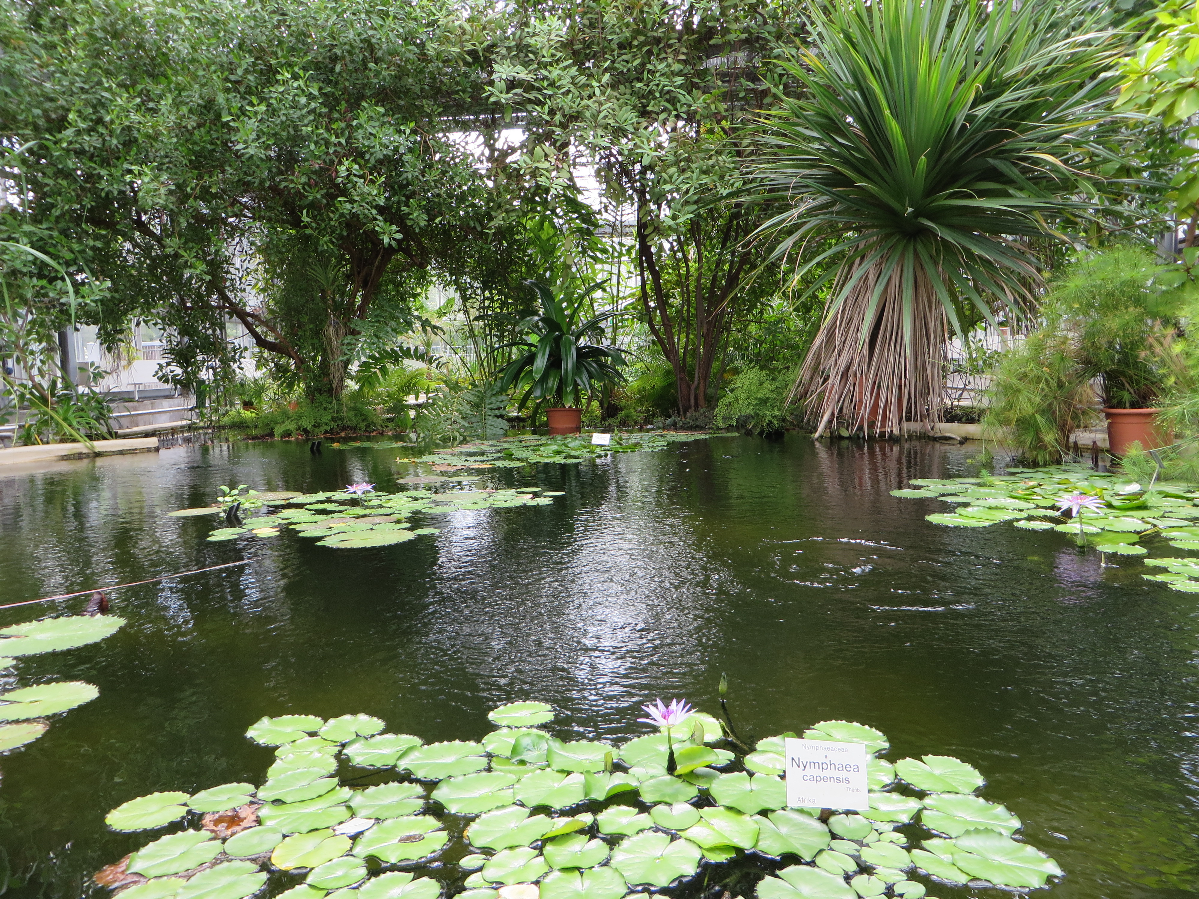 File Botanischer Garten Leipzig 5 Jpg Wikimedia Commons