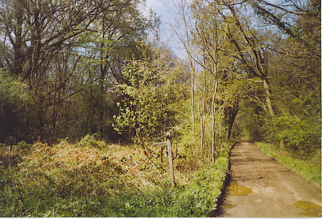 Bridleway through The Mens, Strood Green. - geograph.org.uk - 172305