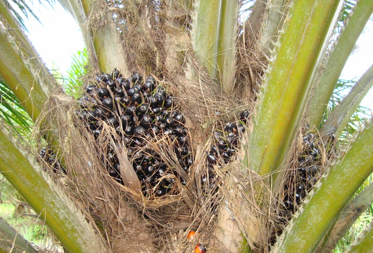 File:Buah kelapa sawit (34).JPG