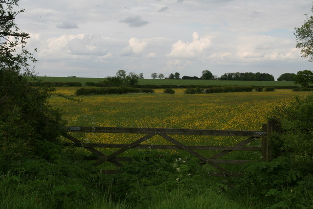 File:Buttercup field, part of the site of the Medieval Village of Goltho - geograph.org.uk - 4964390.jpg