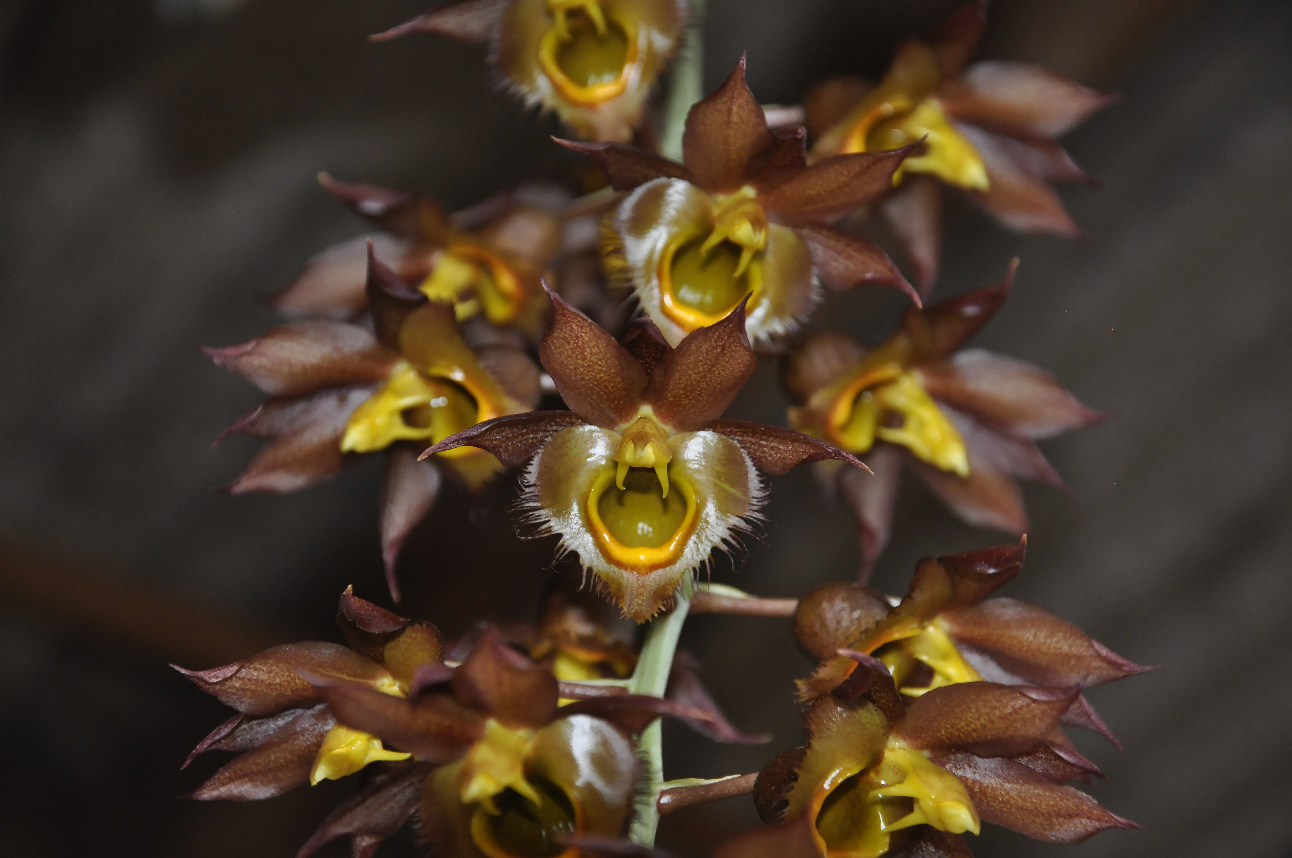 Catasetum arietinum