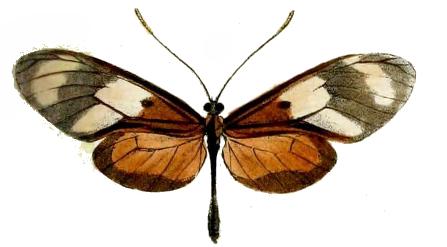 File:Callithomia lenea agrippina.JPG