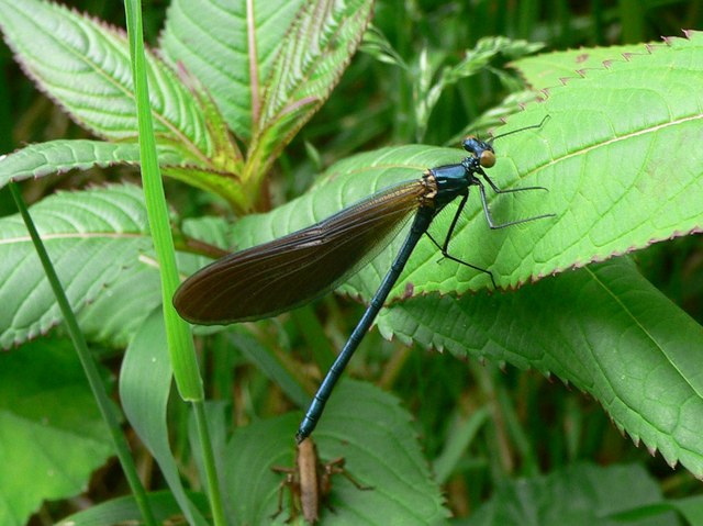 File:Calopteryx virgo - geograph.org.uk - 887805.jpg