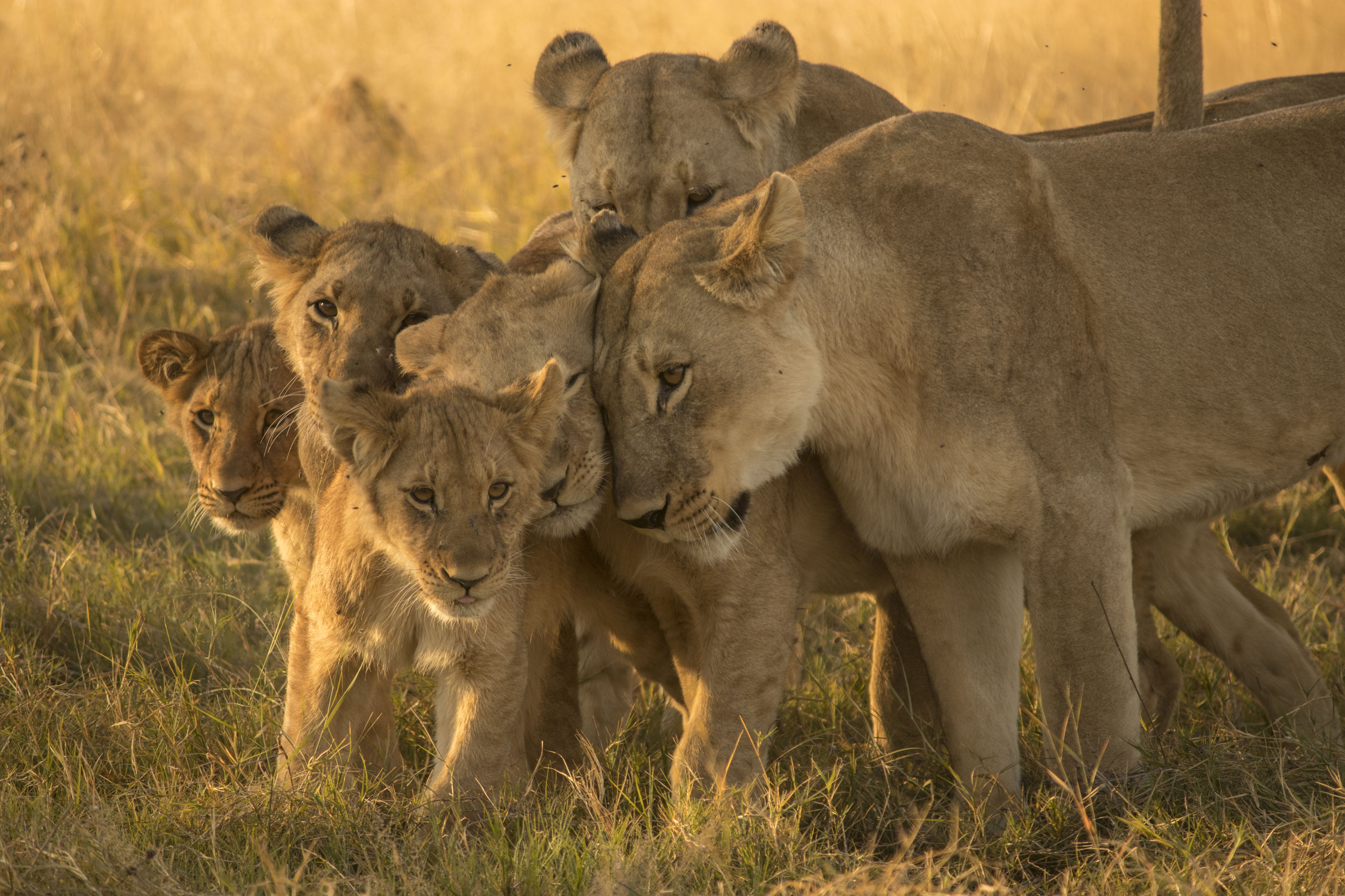 Leon family. Африканский Лев возбудитель. Африканские львы развития 2016 год. Лев на Рендж.