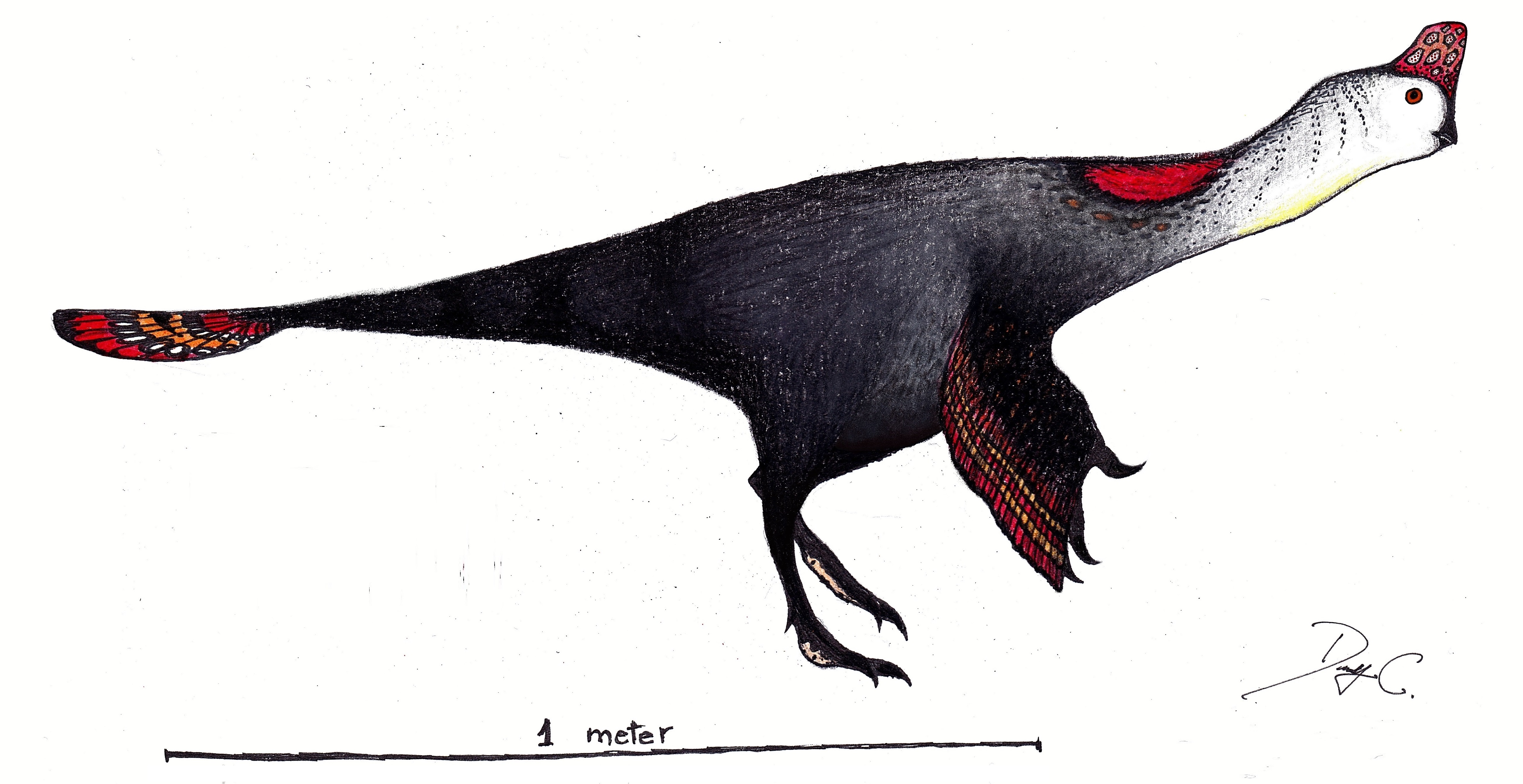 https://upload.wikimedia.org/wikipedia/commons/7/73/Corythoraptor_restoration.jpg