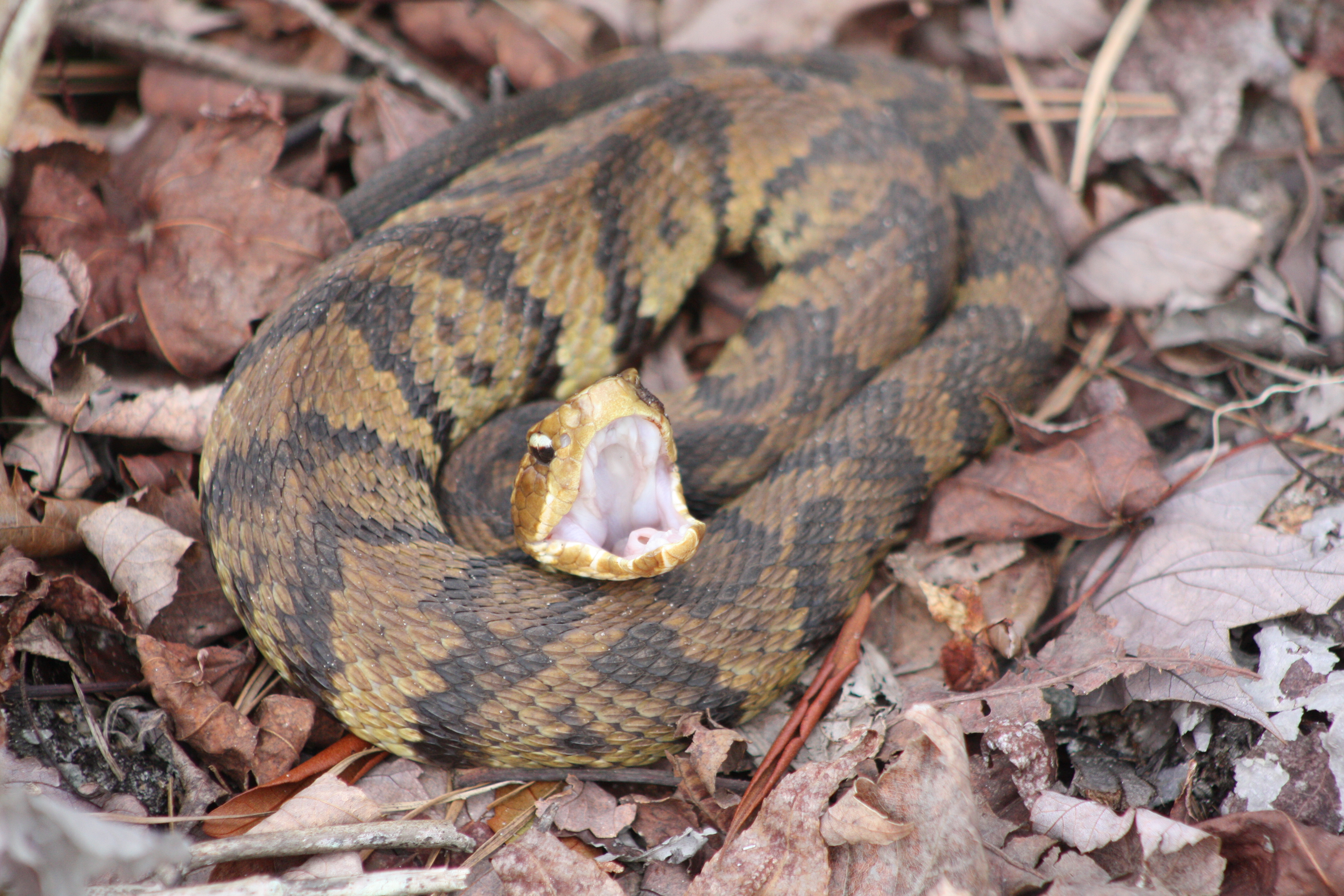 Identifying Venomous Snakes In Georgia