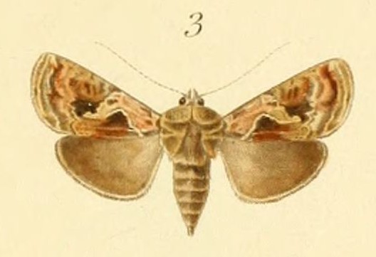 File:Ctenoplusia rhodochrysa de Joannis, 1906.jpg