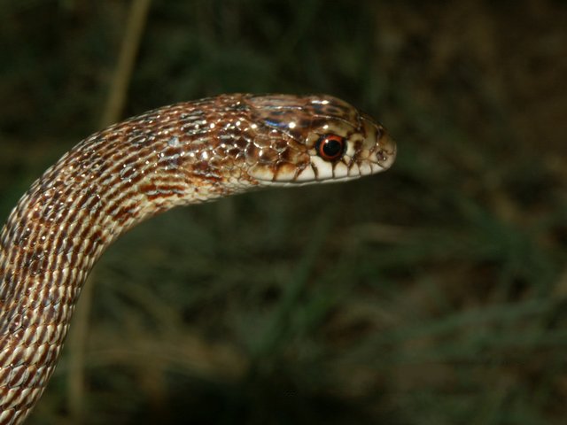 File:Dolichophis schmidti03.jpg