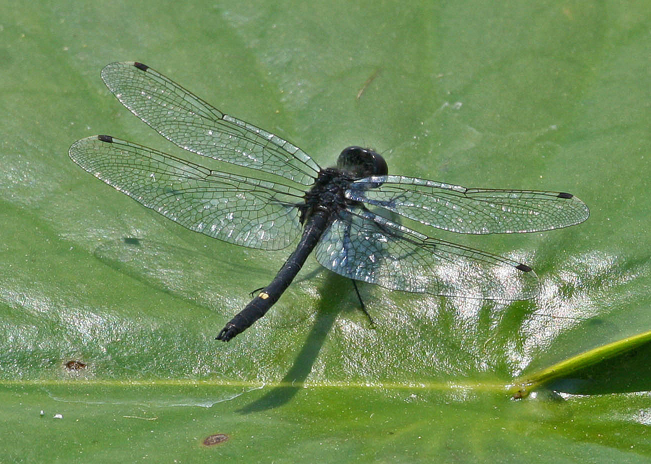 8 Types of Black Dragonflies (& Their Spiritual Meanings)