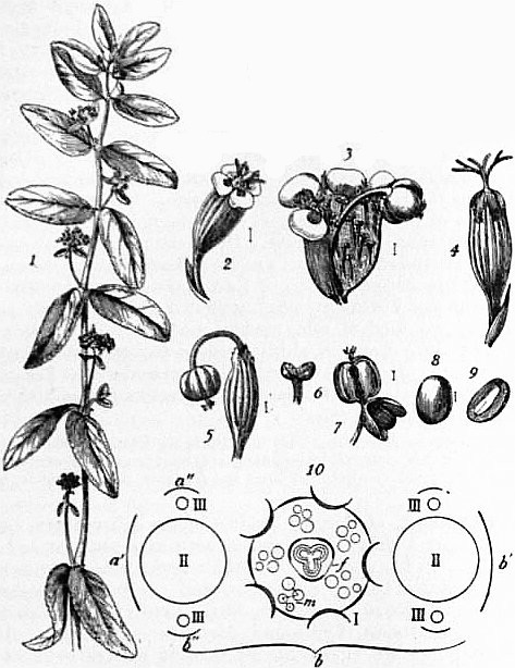 euphorbia flower diagram