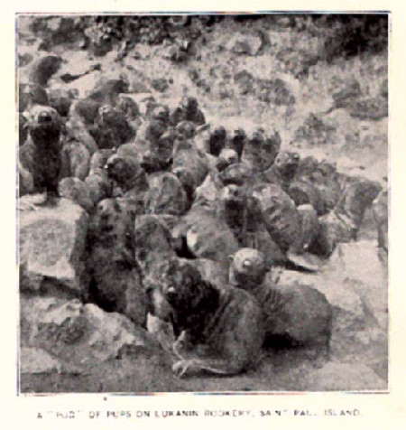 File:FMIB 32669 A Pod of -Fur Seal- Pups on Lukanin Rookery.jpeg