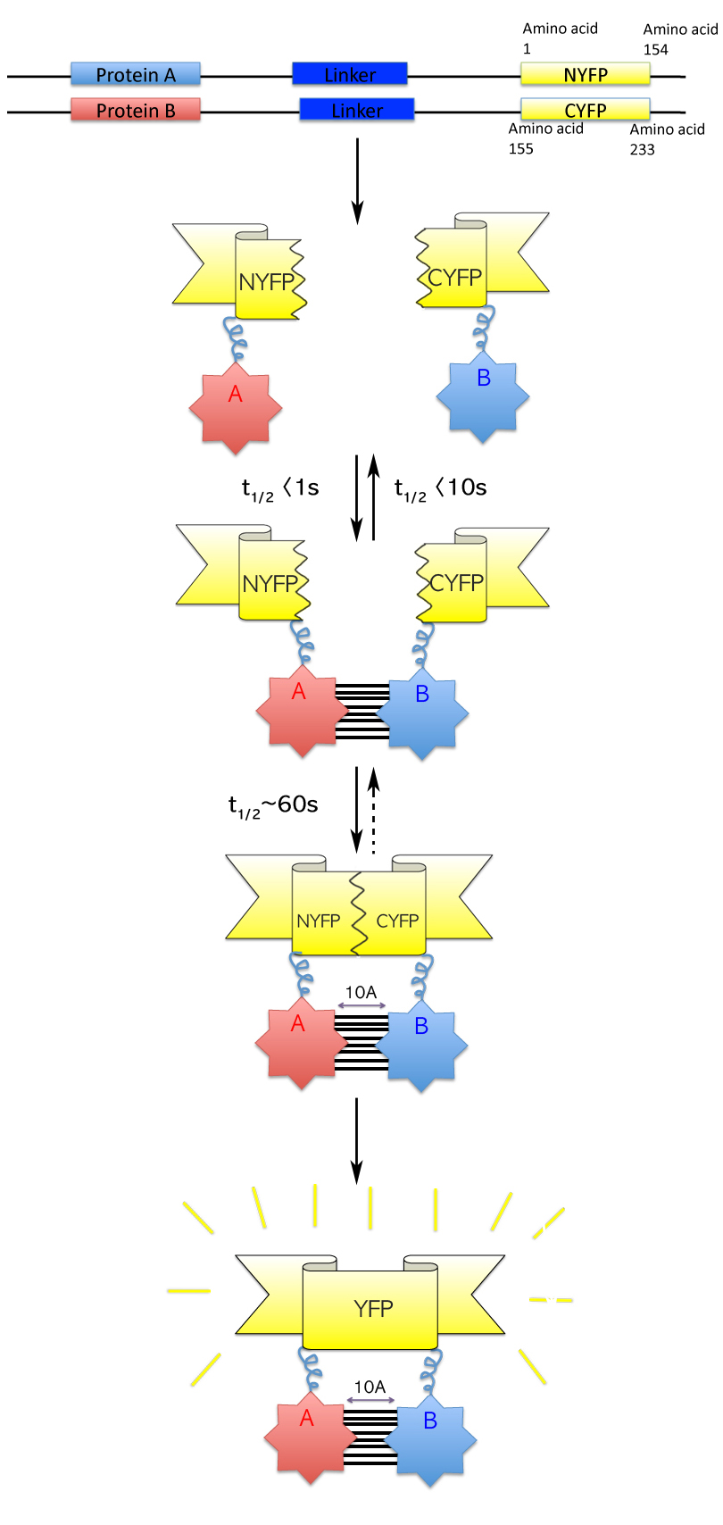 Fluorescence - Wikipedia