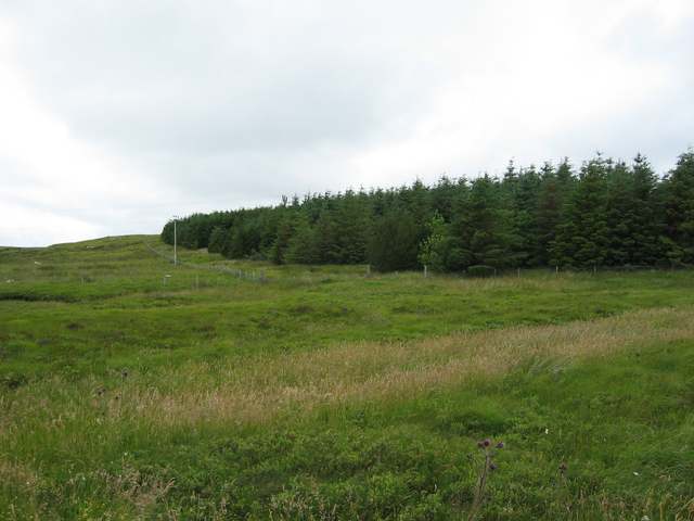 File:Forestry plantation at Liurbost - geograph.org.uk - 205981.jpg