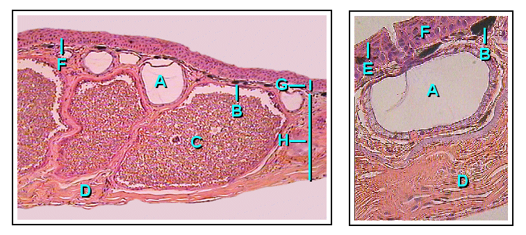 https://upload.wikimedia.org/wikipedia/commons/7/73/FrogSkin.png