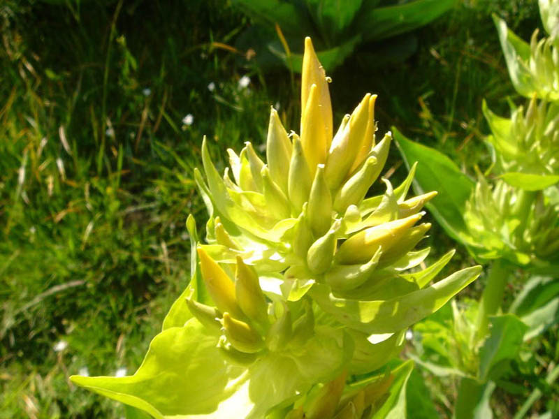 File:Gentiana lutea 5 (Pyrenees).JPG