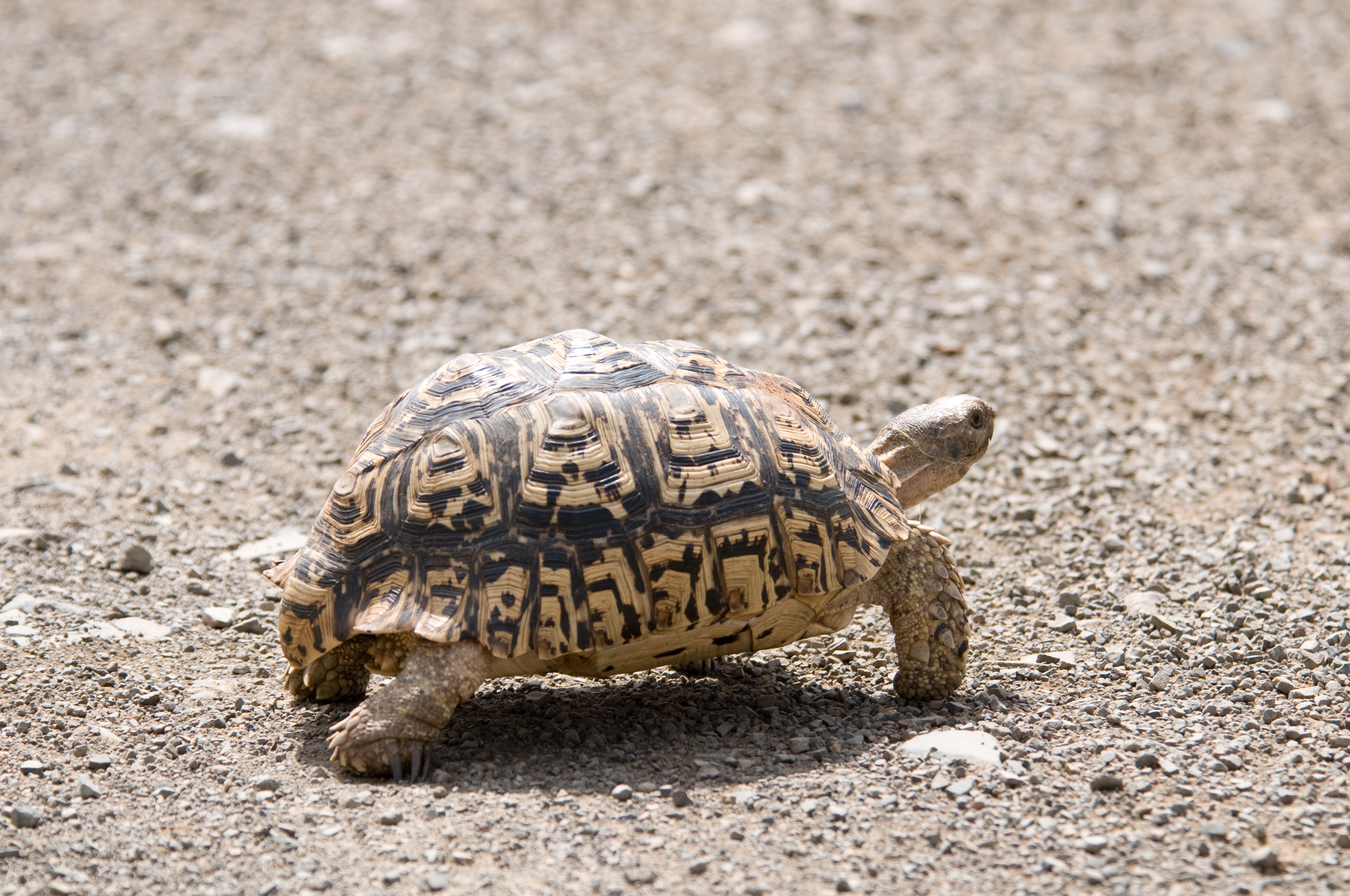 Tortoise перевод