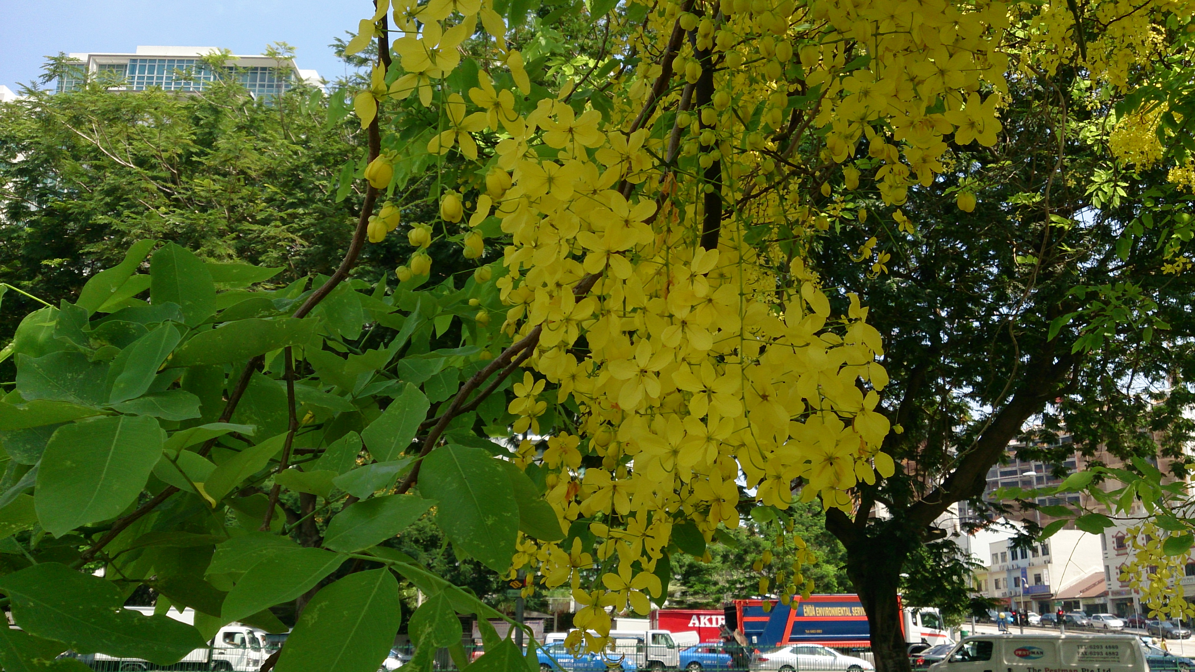 File:Golden shower tree bloom.jpg - Wikimedia Commons