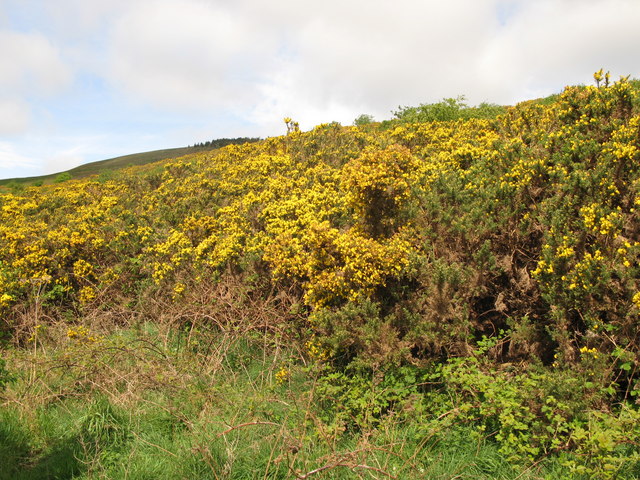 File:Gorse on the foothills of Lanton Hill - geograph.org.uk - 411144.jpg