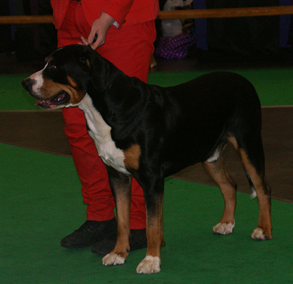 File:Greater Swiss Mountain Dog 3.jpg